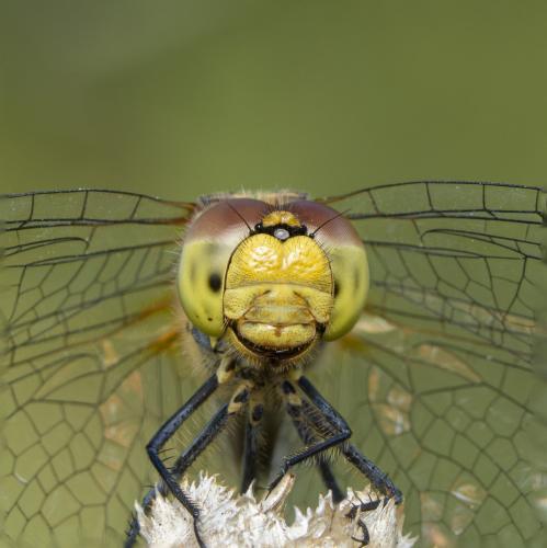 Réf. 347 466 : Sympetrum sanguineum